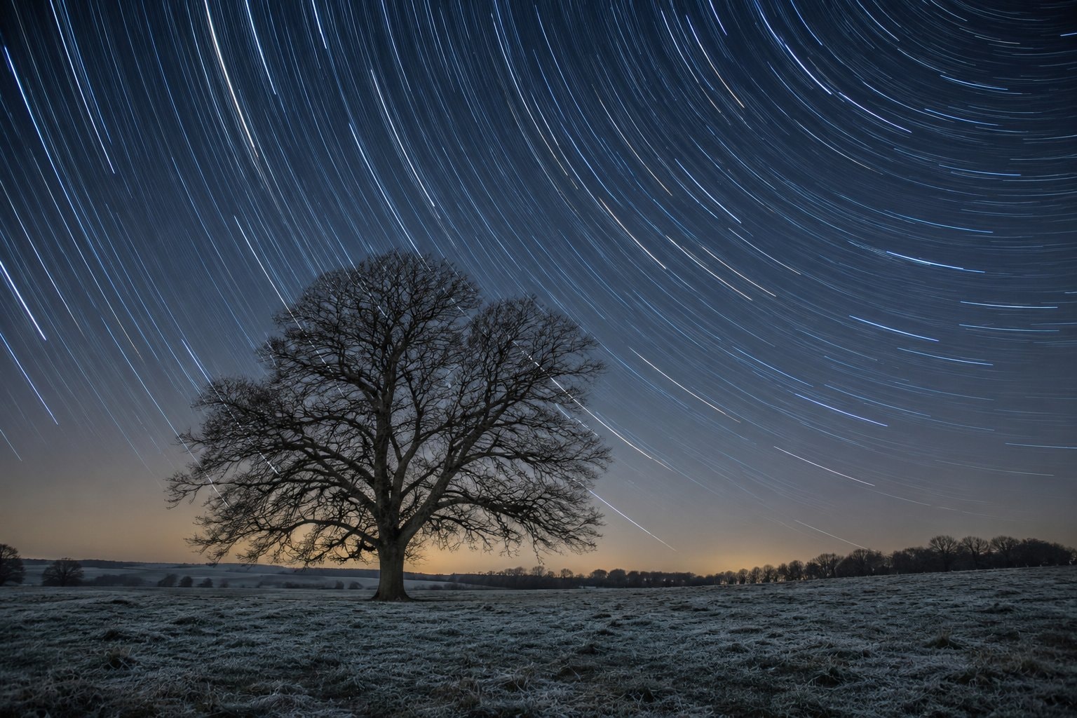 Curved star trails above a bare oak in a winter field.